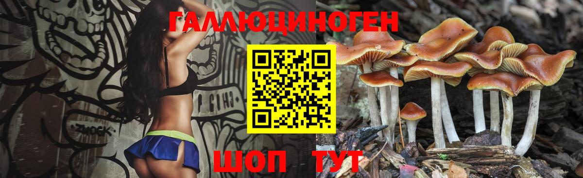 Псилоцибиновые грибы Psilocybe Зеленодольск